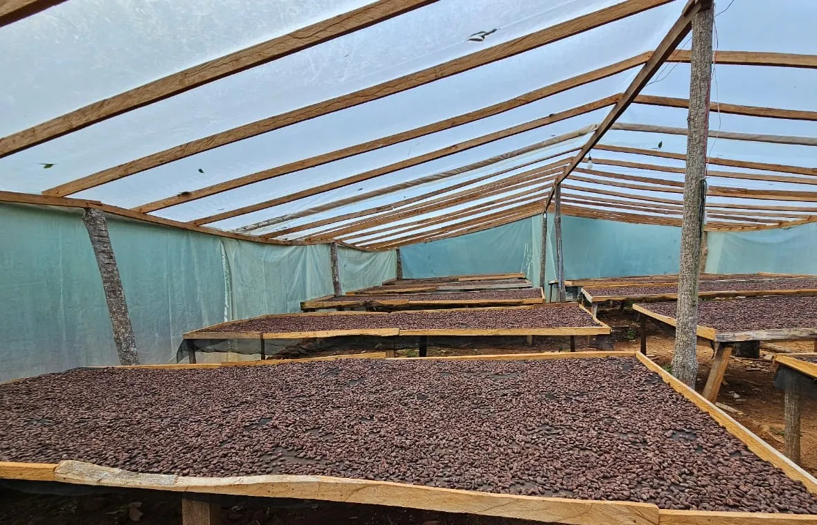 Cacao en grano fermentado