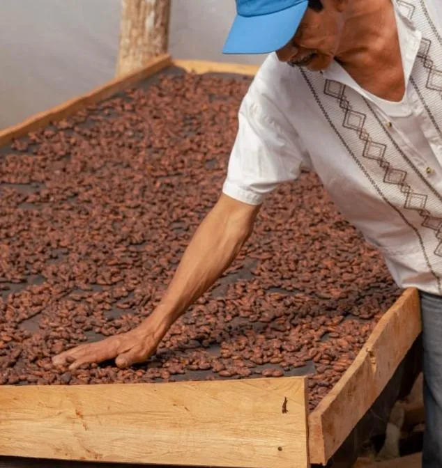Secado del cacao